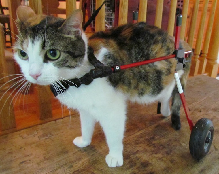 a brown and white cat is in a red cart, whose wheels take the place of her paralyzed back legs